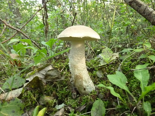 kozák biely Leccinum holopus (Rostk.) Watling