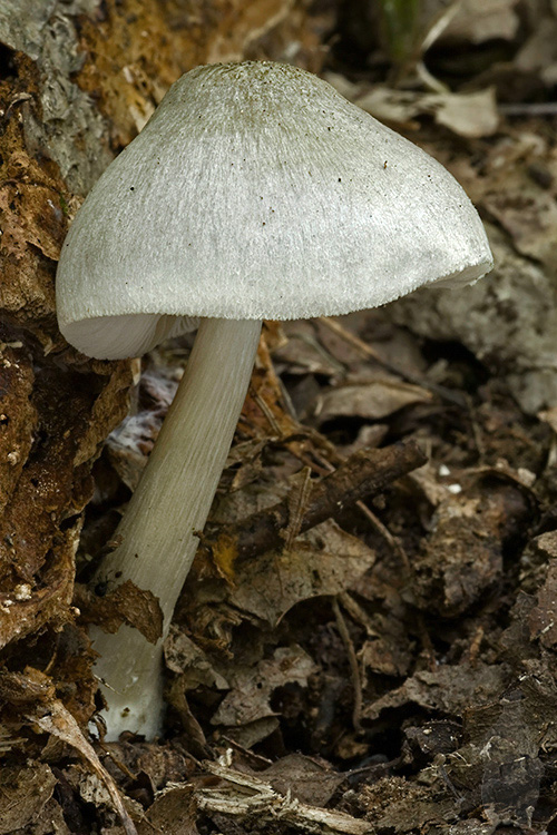 štítovka vŕbová Pluteus salicinus (Pers.) P. Kumm.