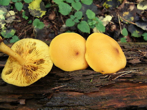 čírovec ozdobný Tricholomopsis decora (Fr.) Singer