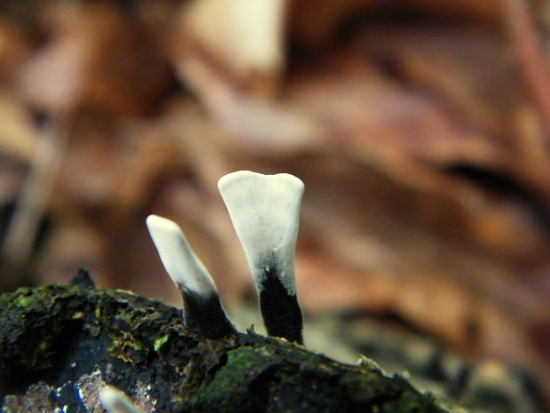 drevnatec parohatý Xylaria hypoxylon (L.) Grev.