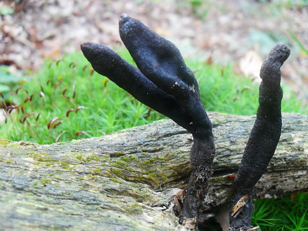 drevnatec kyjakovitý Xylaria polymorpha (Pers.) Grev.