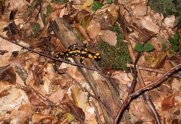 salamandra