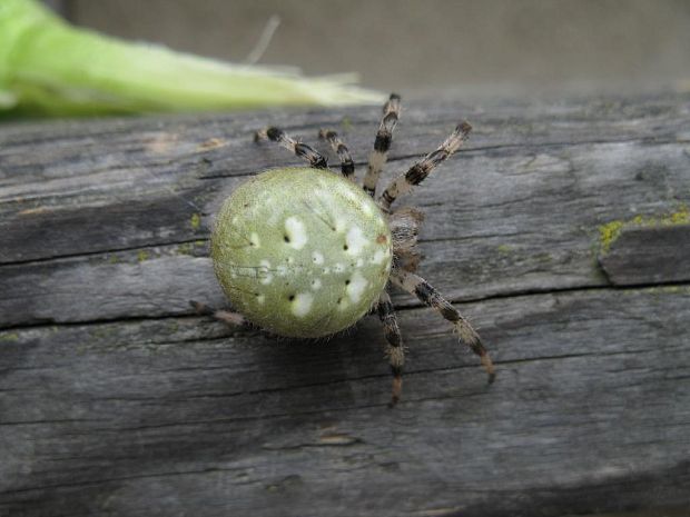 križiak štvorškvrnný Araneus guadratus