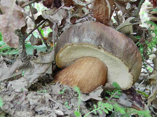 hríb bronzový Boletus aereus Bull. ex Fr.