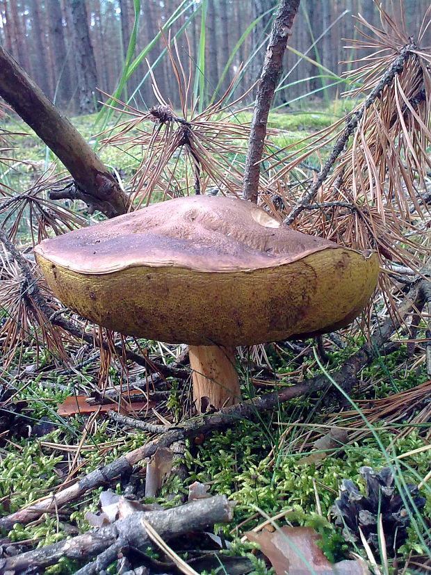 hríb smrekový Boletus edulis Bull.