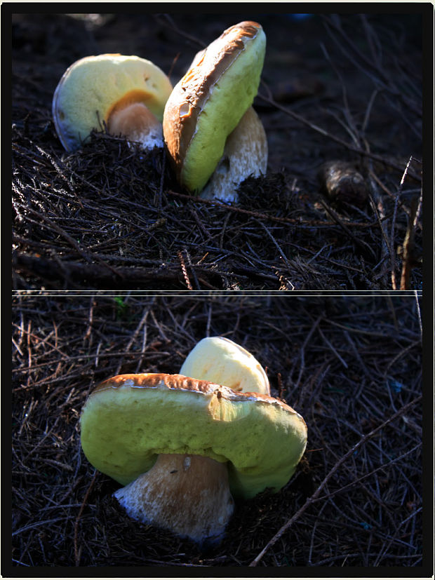 hríb smrekový Boletus edulis Bull.