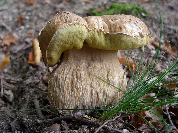 hríb smrekový Boletus edulis Bull.