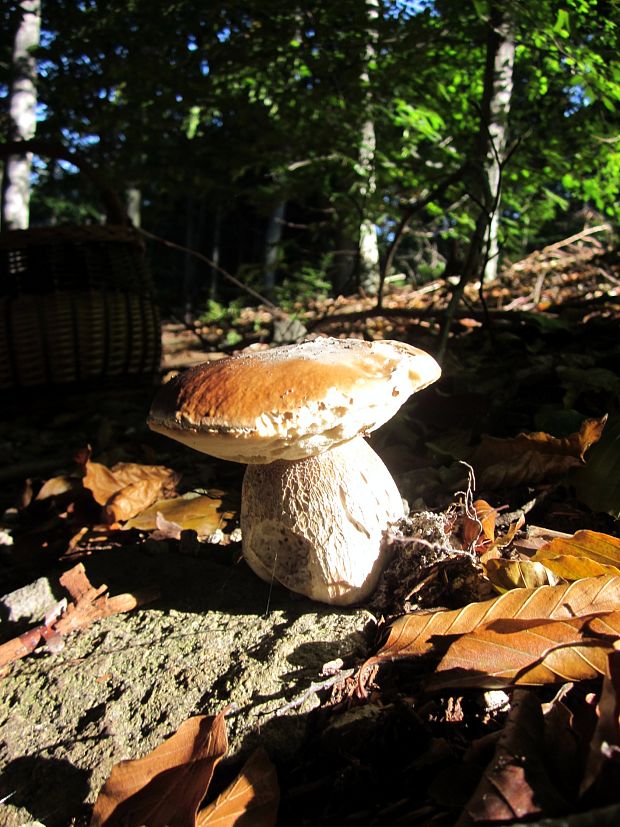 hríb smrekový Boletus edulis Bull.