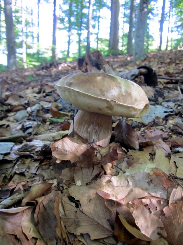 hríb smrekový Boletus edulis Bull.