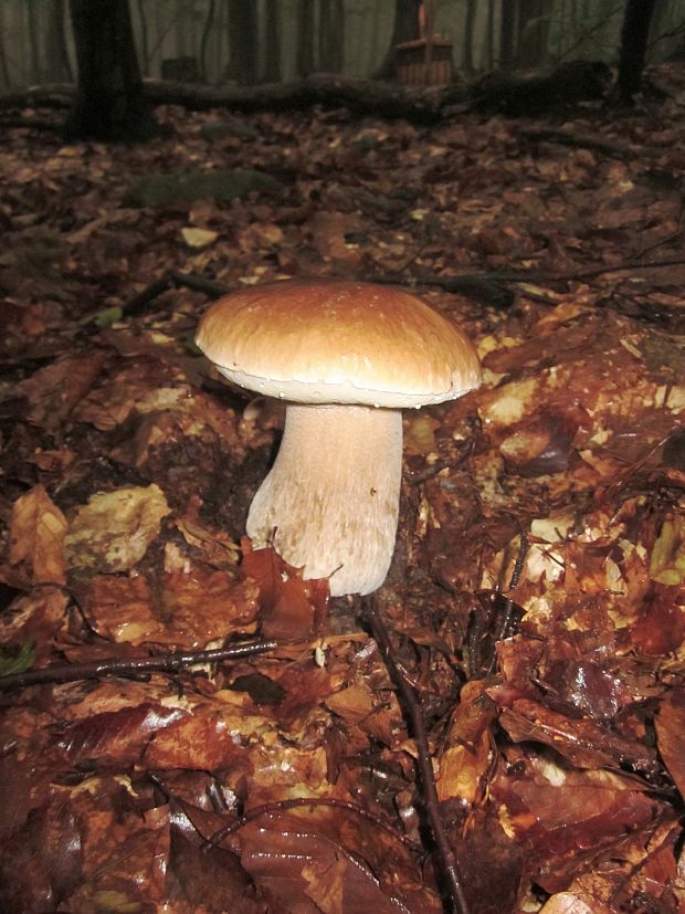 hríb smrekový Boletus edulis Bull.