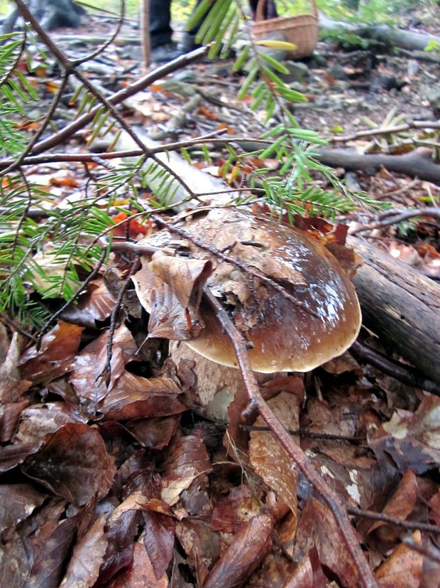 hríb smrekový Boletus edulis Bull.