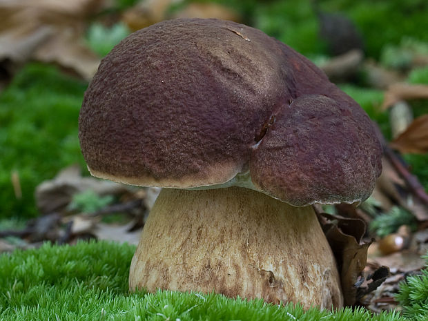 hríb sosnový Boletus pinophilus Pil. et Dermek in Pil.