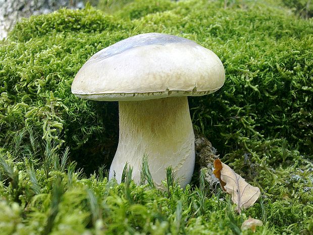 hríb dubový Boletus reticulatus Schaeff.