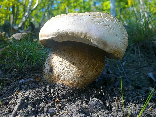 hríb dubový Boletus reticulatus Schaeff.