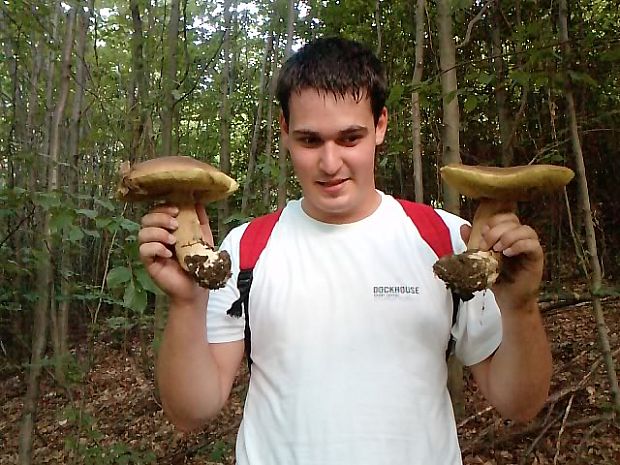 hríb dubový Boletus reticulatus Schaeff.