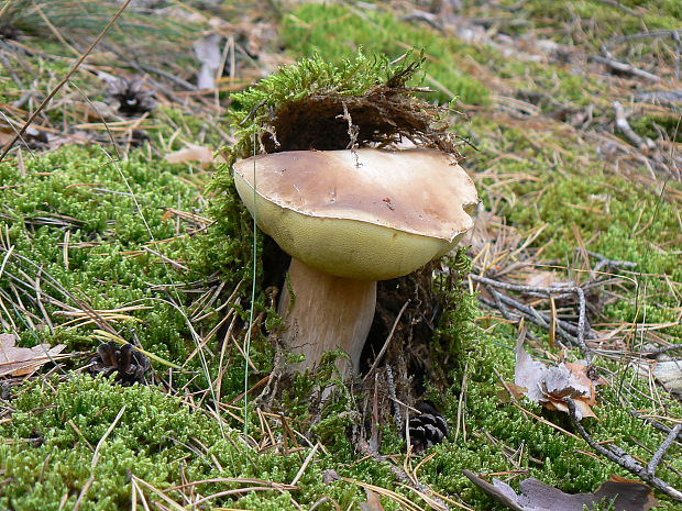 hríb dubový Boletus reticulatus Schaeff.