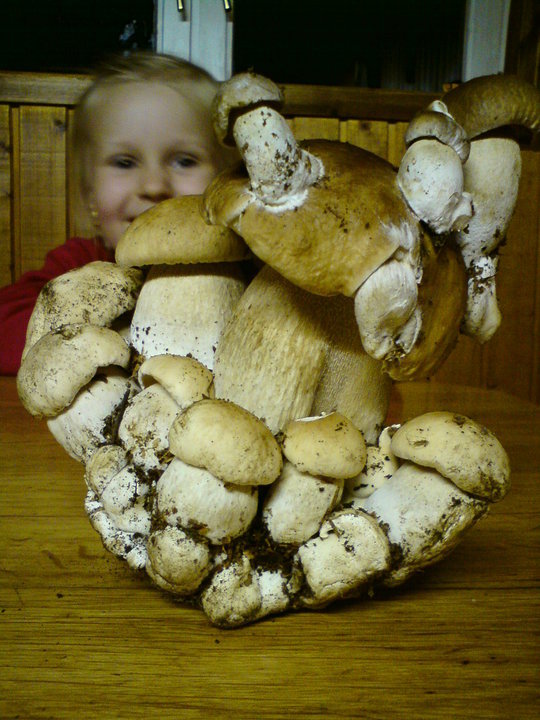 hríb  Boletus sp.