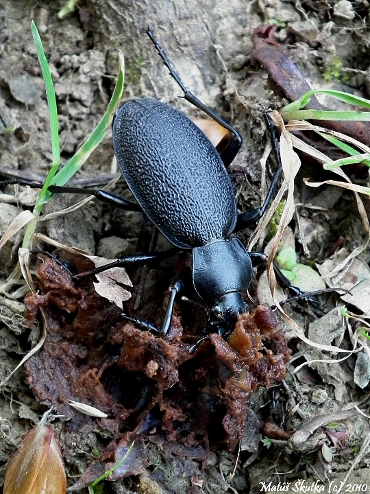 bystruška kožovitá Carabus coriaceus