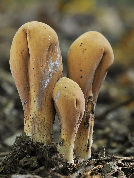 kyjak obrovský Clavariadelphus pistillaris (Fr.) Donk