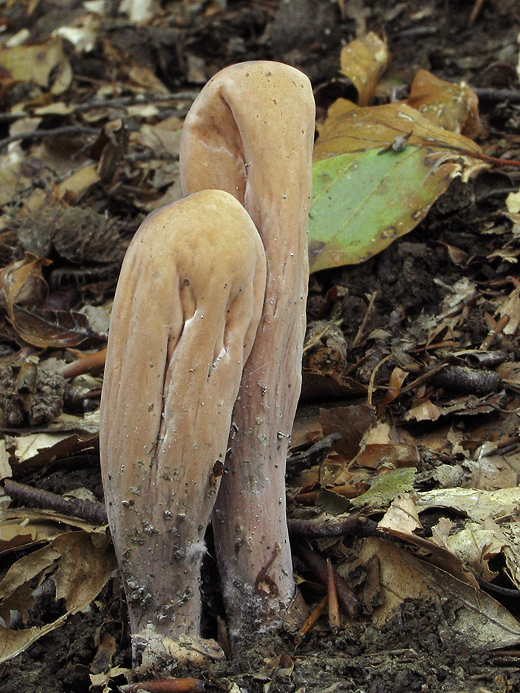 kyjak obrovský Clavariadelphus pistillaris (Fr.) Donk