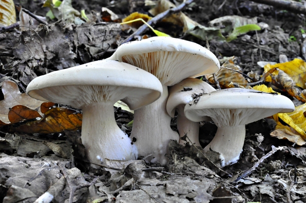 strmuľka inovaťová Clitocybe nebularis (Batsch) P. Kumm.