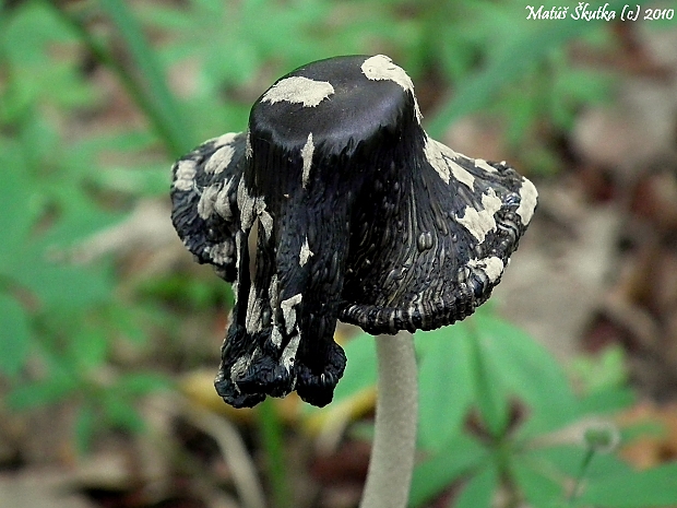 hnojník strakatý Coprinopsis picacea (Bull.) Redhead, Vilgalys & Moncalvo