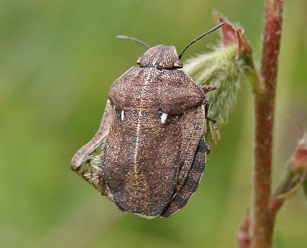 bzdocha Eurygaster cf. maura