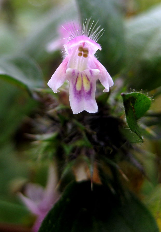 konopnica dvojúkrojková Galeopsis bifida Boenn.