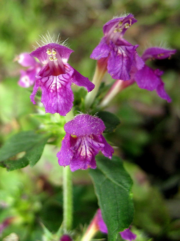 konopnica páperistá Galeopsis pubescens Besser