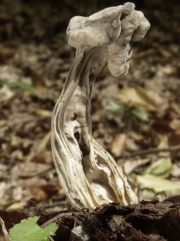 chriapač jamkatý Helvella lacunosa Afzel.