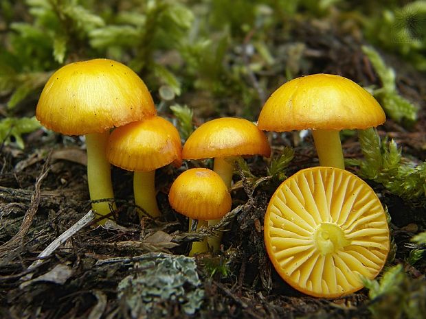 lúčnica vosková Hygrocybe ceracea (Wulfen) P. Kumm.