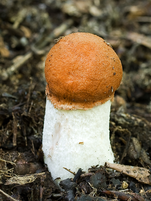 kozák osikový Leccinum albostipitatum den Bakker & Noordel.