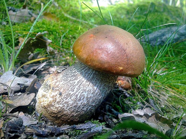 kozák dubový Leccinum aurantiacum (Bull.) Gray