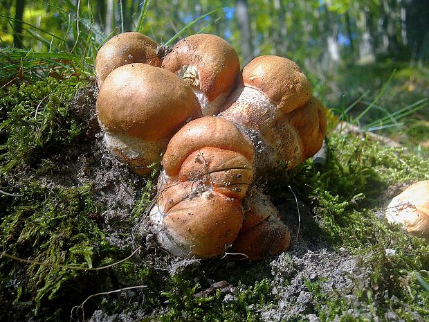 kozák dubový Leccinum aurantiacum (Bull.) Gray