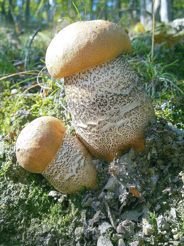 kozák dubový Leccinum aurantiacum (Bull.) Gray