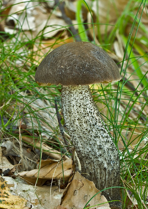 kozák brezový Leccinum scabrum (Bull.) Gray