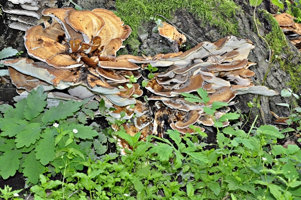 vejárovec obrovský Meripilus giganteus (Pers.) P. Karst.