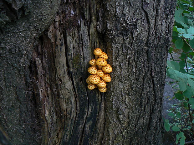 šupinovka citrónovožltá Pholiota limonella (Peck) Sacc.