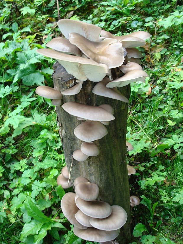 hliva ustricovitá Pleurotus ostreatus (Jacq.) P. Kumm.