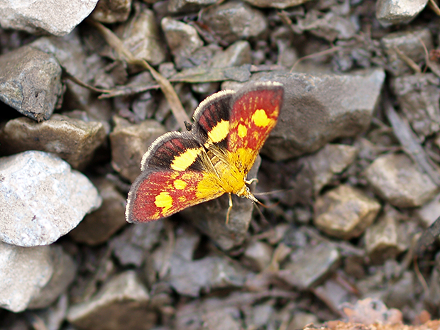 vijačka Pyrausta cf. falcatalis