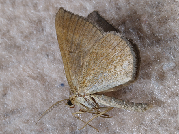 piadivka stoklasová Scotopteryx chenopodiata