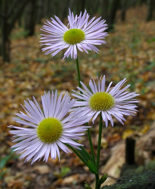 hviezdnik ročný Stenactis annua (L.) Nees