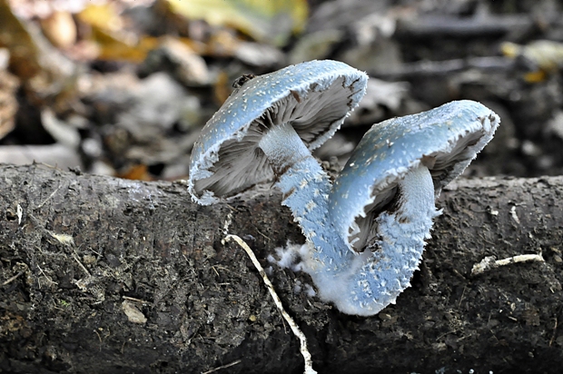 golierovka Stropharia sp.