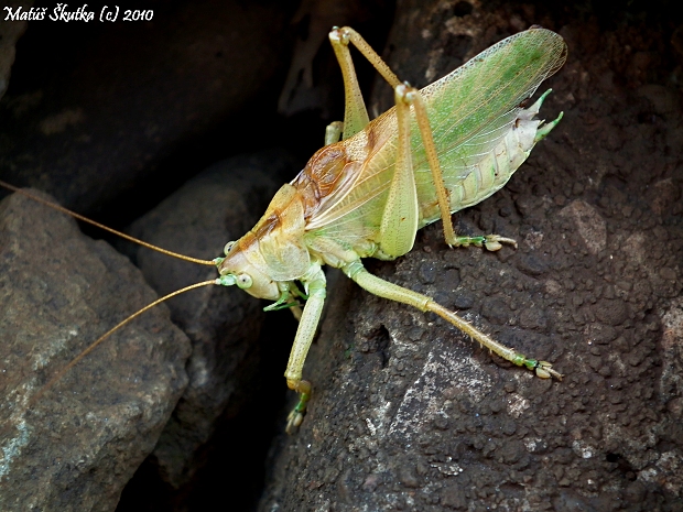 kobylka spevavá Tettigonia cantans   Fuessli, 1775