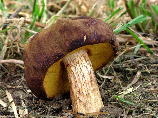 suchohríb červenohnedý Xerocomus ferrugineus (Kuntze) Singer