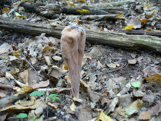 kyjak obrovský (Clavariadelphus pistillaris (Fr.) Donk)