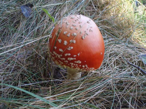 muchotrávka červená  Amanita muscaria (L.ex Fr.) Hook