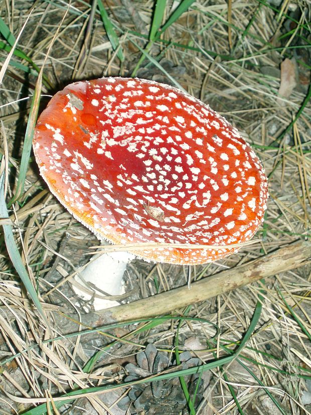 muchotrávka červená Amanita muscaria (L.) Lam.