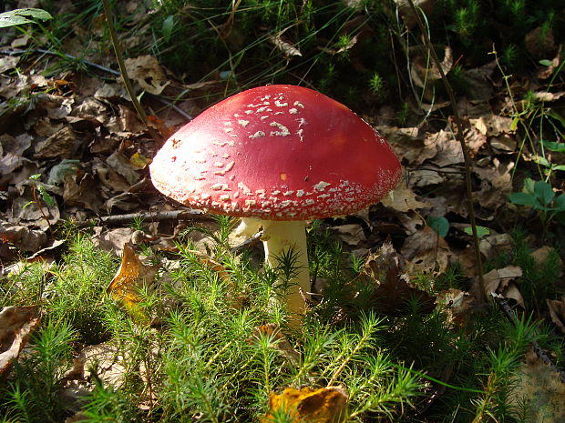 muchotrávka červená Amanita muscaria (L.) Lam.