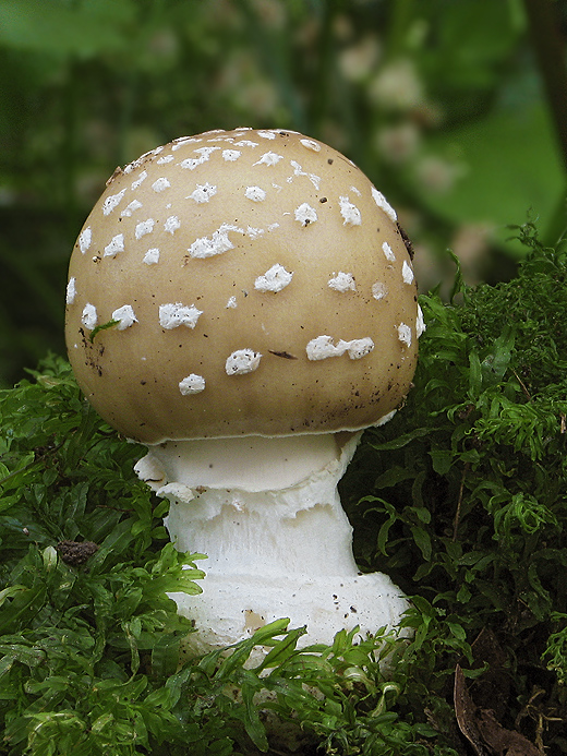 muchotrávka tigrovaná Amanita pantherina (DC.) Krombh.